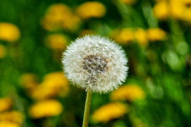 Одуванчики на участке Одуванчик на газоне